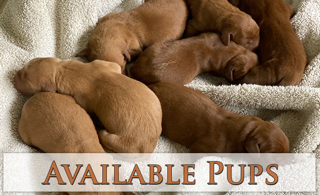 Available Pups at Legacy Hills Labradors