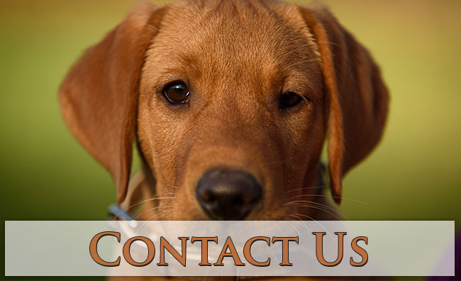 Contact Legacy Hills Labradors