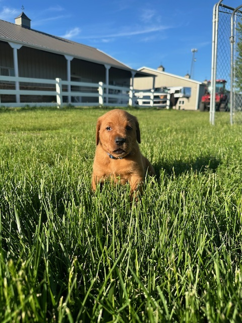 Dark Blue Collar Male