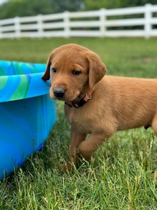 Orange Collar