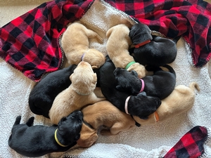 Pink Collar Black Female