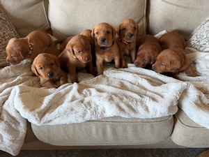 River and Sarge Litter 2026