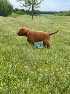 Orange Collar