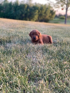 Dark Green Collar