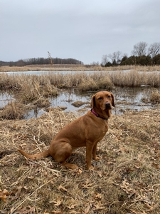 Fox Red Labrador Retrievers Breed Photo