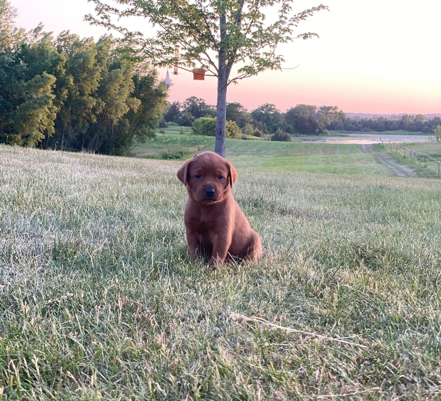 Puppy Adoption Application